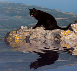 Black cat on the lake