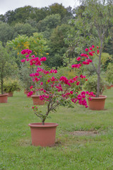 Red Bougainvillea flower in pot outdoor