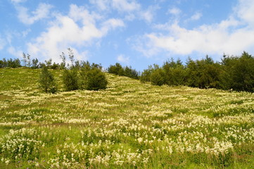 Fototapeta premium Landscape in Iceland