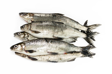 Fresh whitefish on a white background