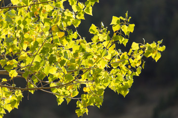 yellow leaves on the tree in autumn