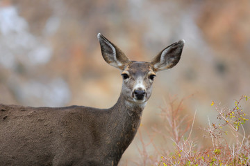 Close up shot of white tailed deer