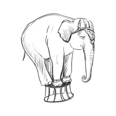 doodle circus elephant