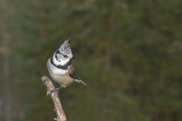 Crested tit sitting on a dry branch