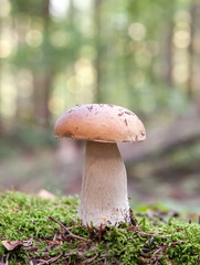 mushroom in forest