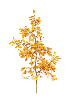 golden fall oak