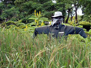 scarecrow in dark green shirt with hat, veil and sunglasses, strawman protect rice paddy field from birds and pests