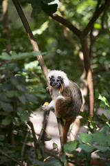 Cotton-top Tamarin Monkey