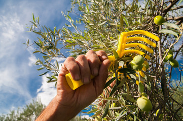 Close up view of an olive pickers' hand with his typical olive rake