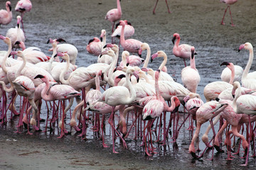 Obraz premium lesser flamingo colony and Rosa Flamingo in Walvisbaai, Namibia