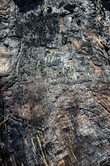 Burnt log with charcoal surface