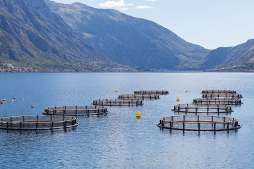 Fish farm in the Bay of Kotor © bigguns