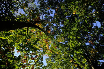 tree view