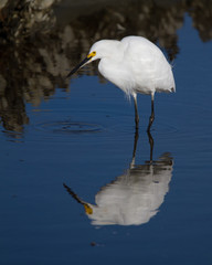 Snowy Egret Hunting