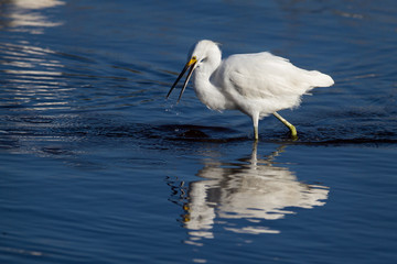 Snowy Egret Hunting