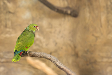 Lovebird Parrot