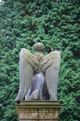 Engel von hinten