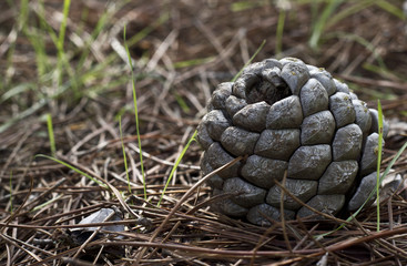 Piña caída durante el otoño