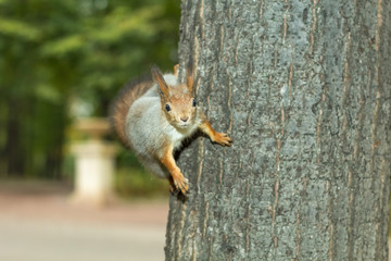 Белка на дереве в парке
