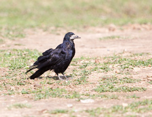 black raven on nature