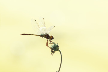 Vintage photography with dragonfly with grass flower