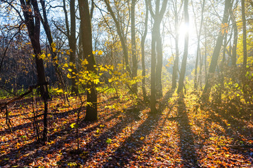 Fototapeta premium autumn forest by a sunny day