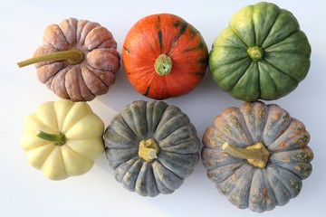 Squash and pumpkins.