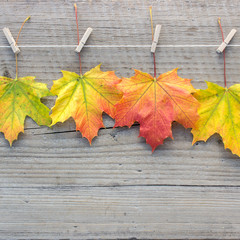 maple leaves / Maple leaves with clothespins on a wooden surface 