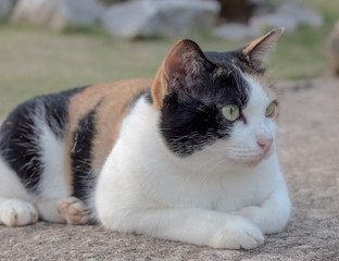 cat looking