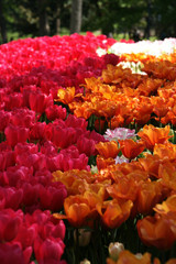 tulips-red-orange-vertical