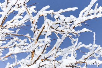 branch of a tree in the snow against the blue sky