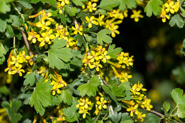 beautiful little yellow flowers in nature. macro