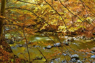 Autumn colors in the forest and a river