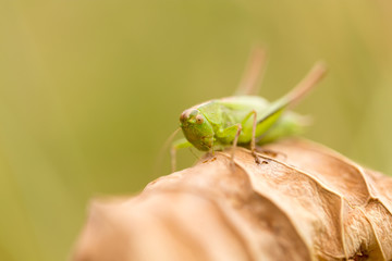 grasshopper in nature. close