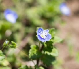 small blue flower on nature