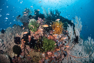 Fototapeta na wymiar Diverse Coral Reef in Tropical Pacific