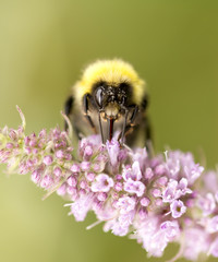 bee on a flower in nature