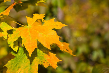 Autumn maple leaves