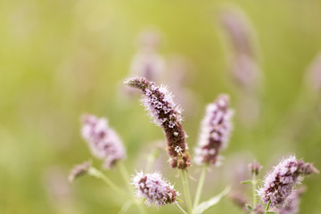 purple flower in nature