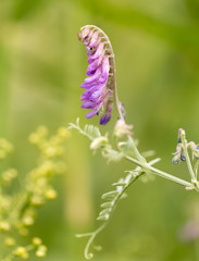 purple flower in nature