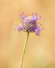 purple flower in nature