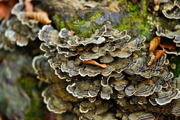 Fungus on tree bark
