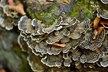 Fungus on tree bark
