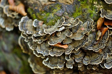 Fungus on tree bark
