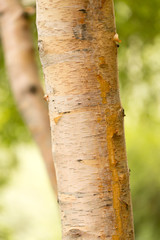 birch trunk wild in nature