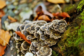Fungus on tree bark
