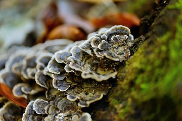 Fungus on tree bark
