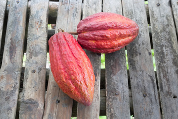 Ripe Cocoa Pods for Chocolate