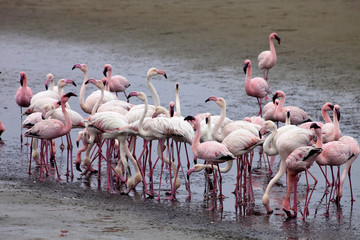 Naklejka premium lesser flamingo colony and Rosa Flamingo in Walvisbaai, Namibia