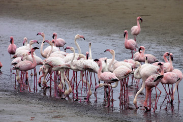 lesser flamingo colony and Rosa Flamingo in Walvisbaai, Namibia